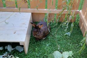 Kleintierausstellung