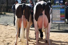 Frühlings-Viehschau